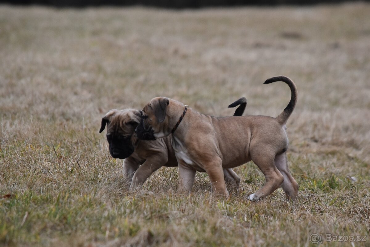 Cane corso s FCI PP - 4
