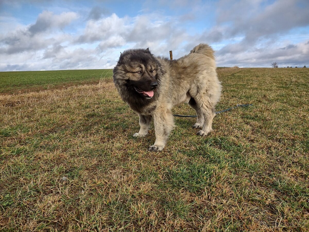 Kavkazský pastevecký pes štěňata - 4