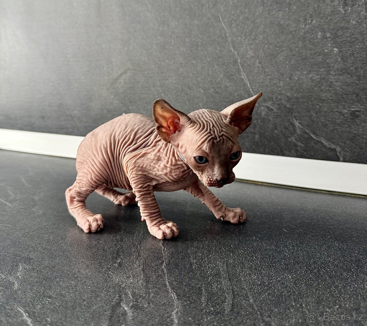 Sphynx - 4