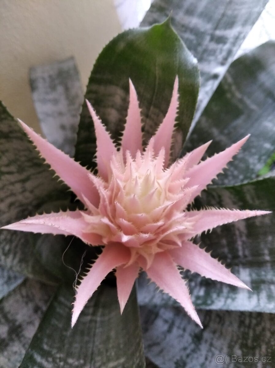 Bromélie Echmea pruhovaná (Aechmea fasciata)🌺 - 4