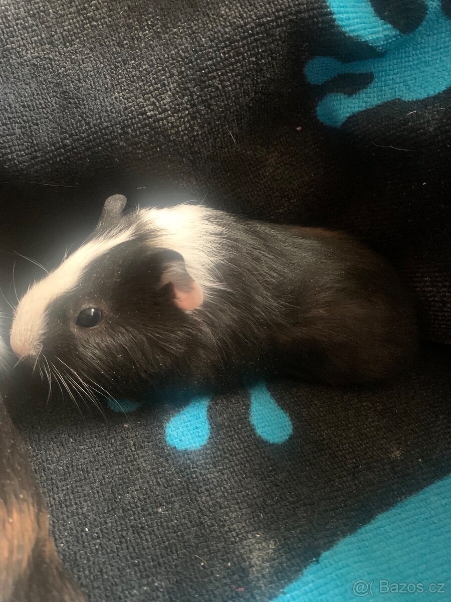 Morčátka na prodej - 4