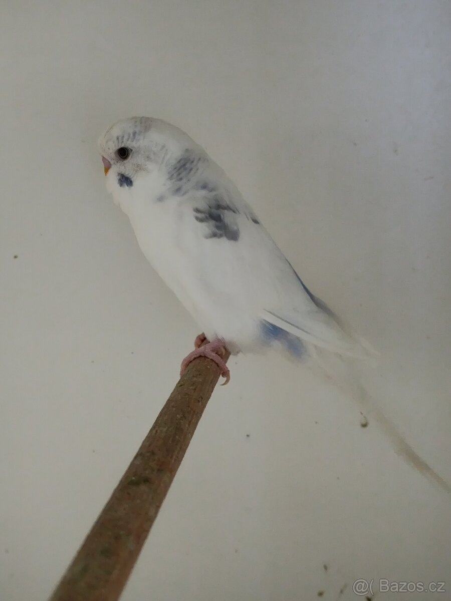 Andulka, andulky do chovu 2025 - 4