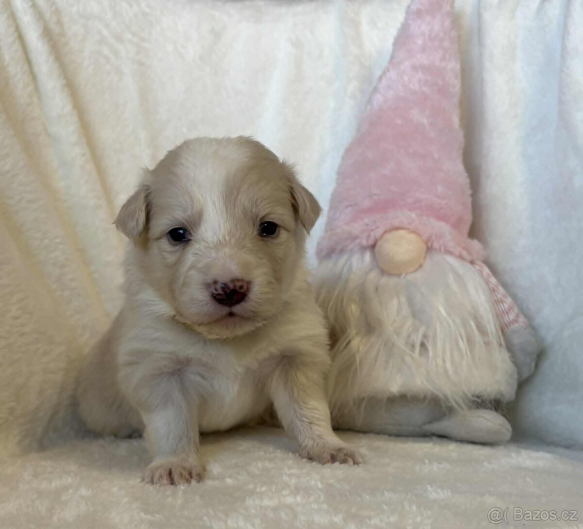 Border kolie s PP - 4