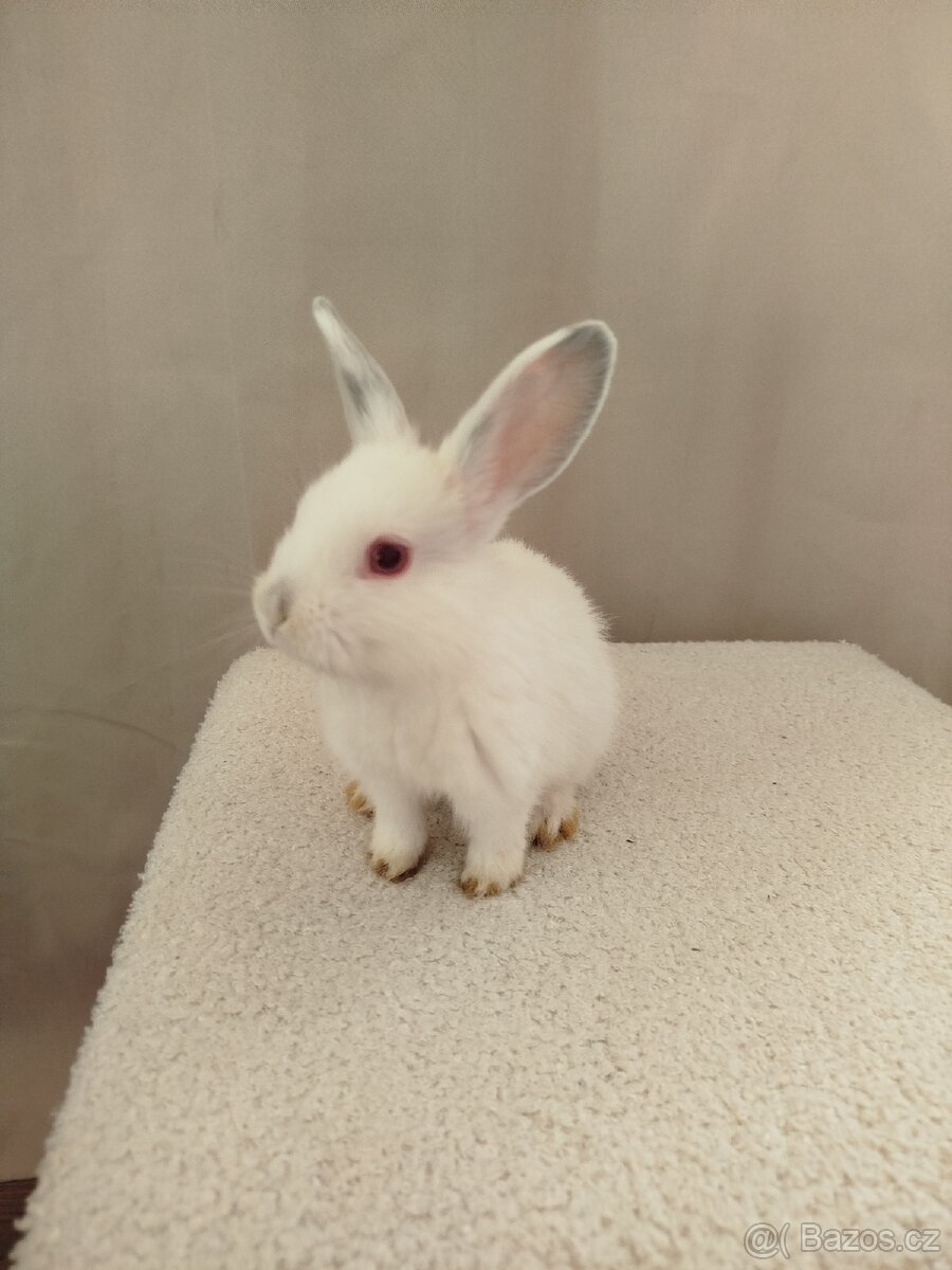 Zakrslý králíček 🐰 - 4