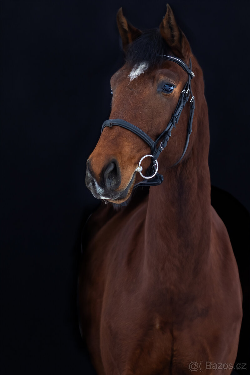 Nadějný talentovaný valach po Statis Conti - 4