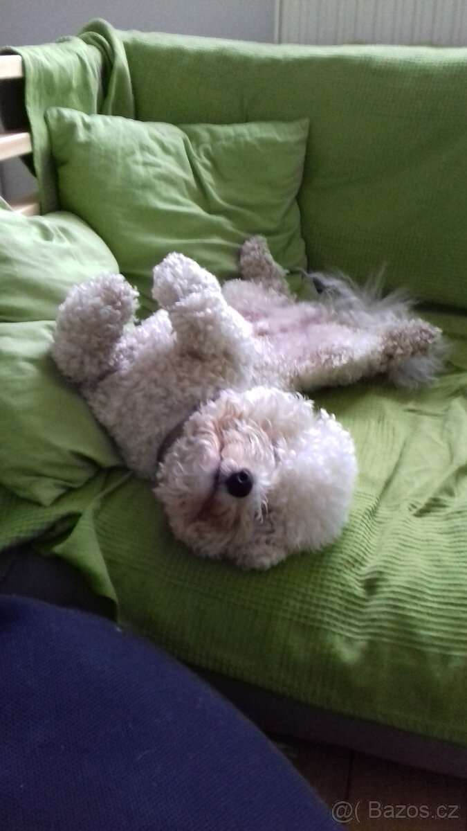 Bišonek s PP ke krytí - 4