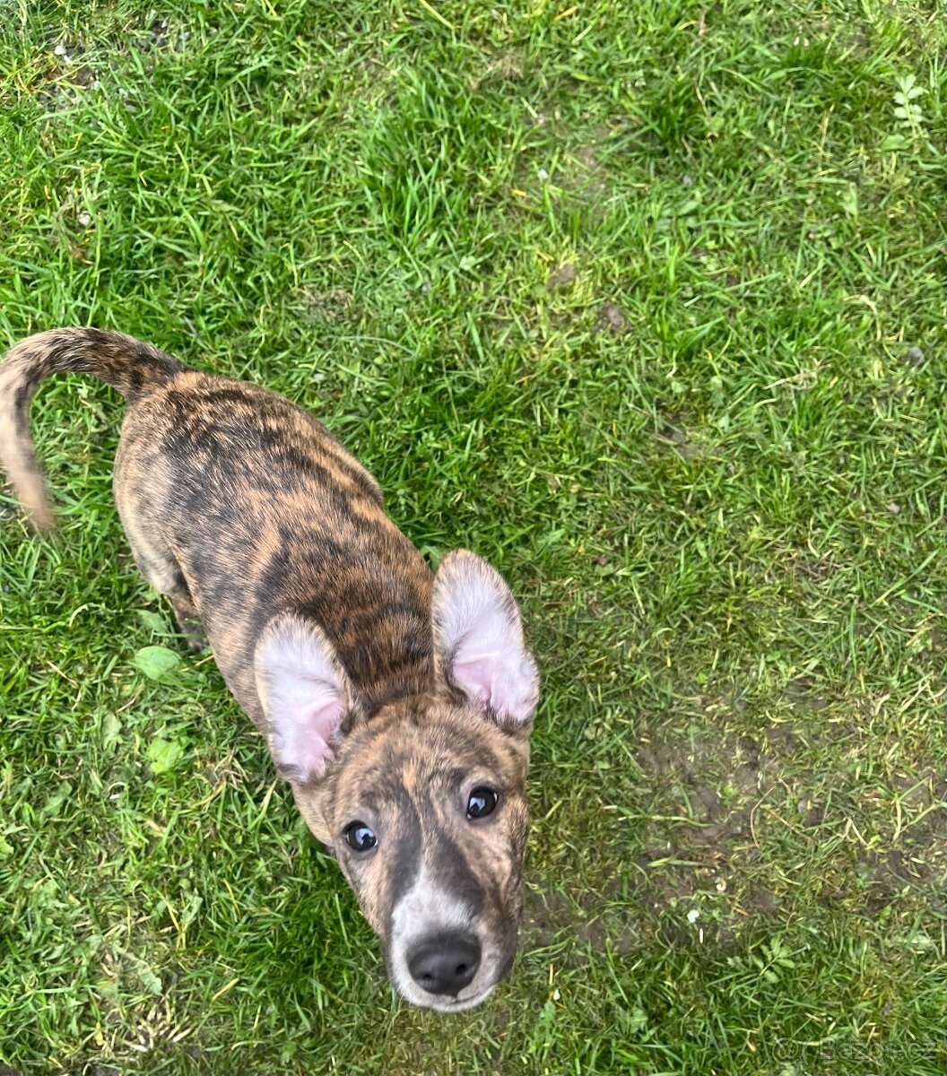 Peruánský naháč - 4