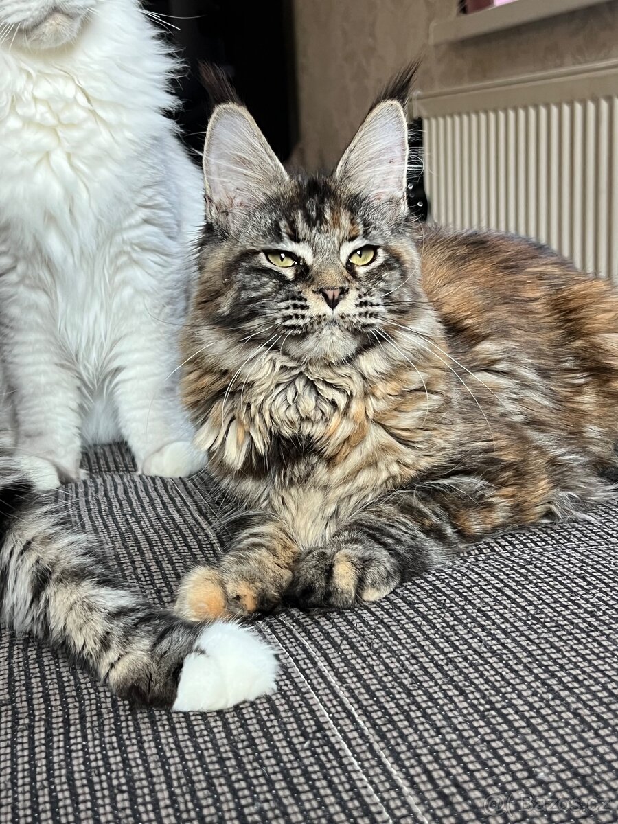 Mainská mývalí kočička s PP - 4