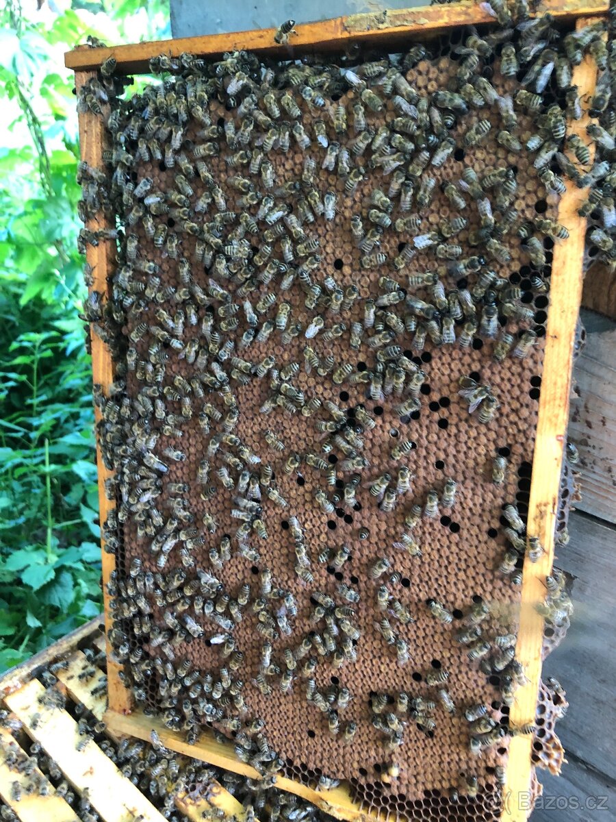 Oddelky, včely - 4