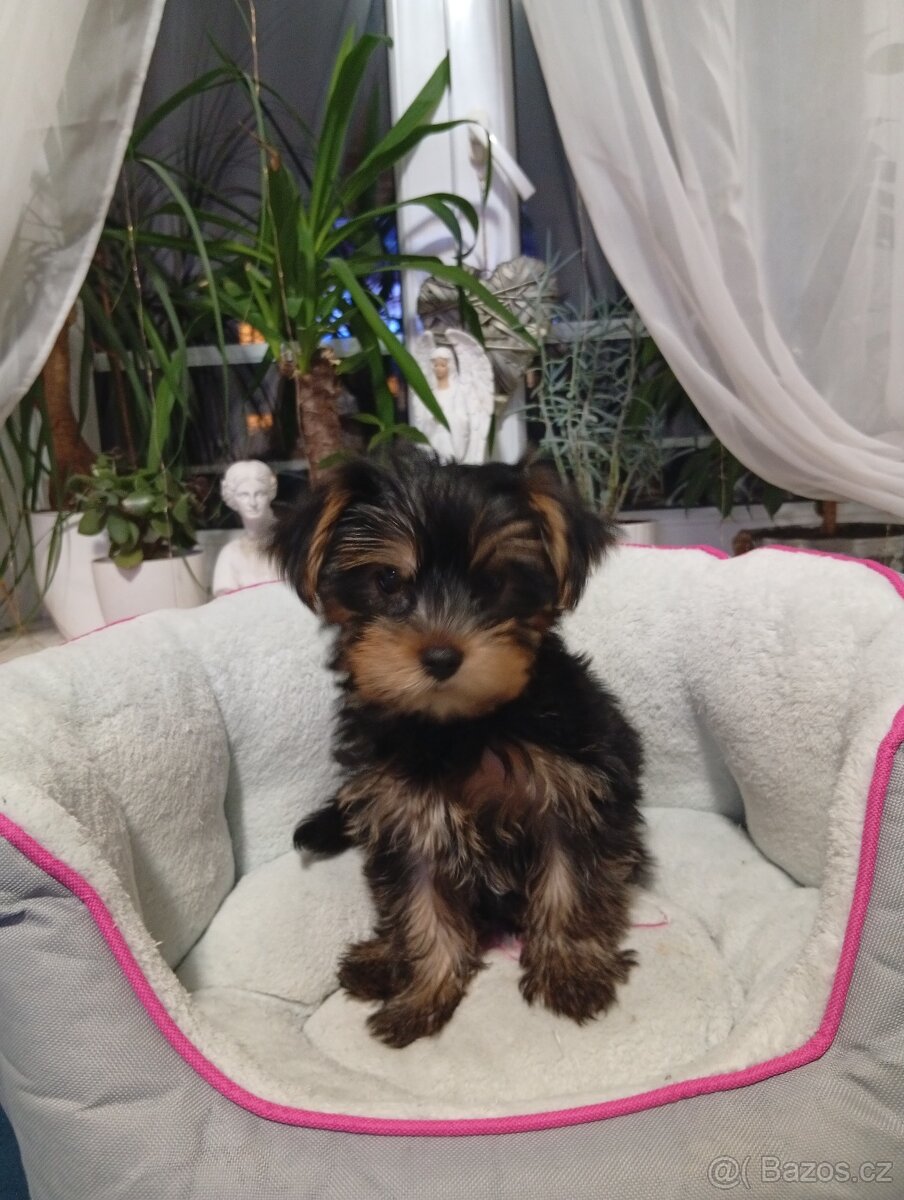 Jorkšírský teriér - 4