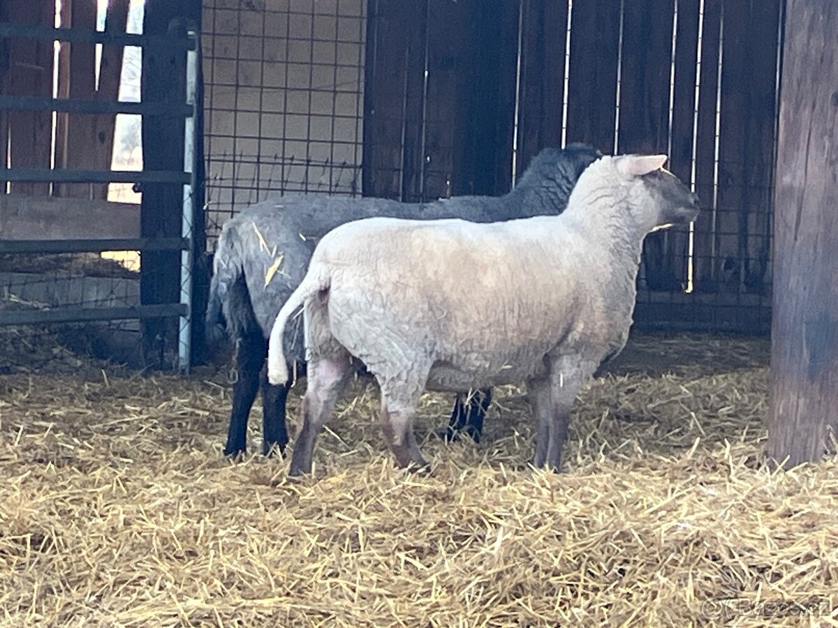 Prodám dvouletou ovci - 4