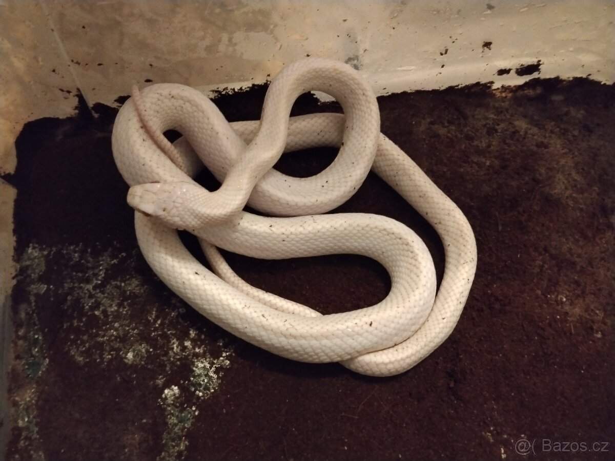 Užovka černá - 4