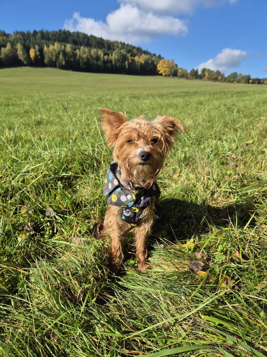 Hledám fenku pro našeho YT gentlemana - 4