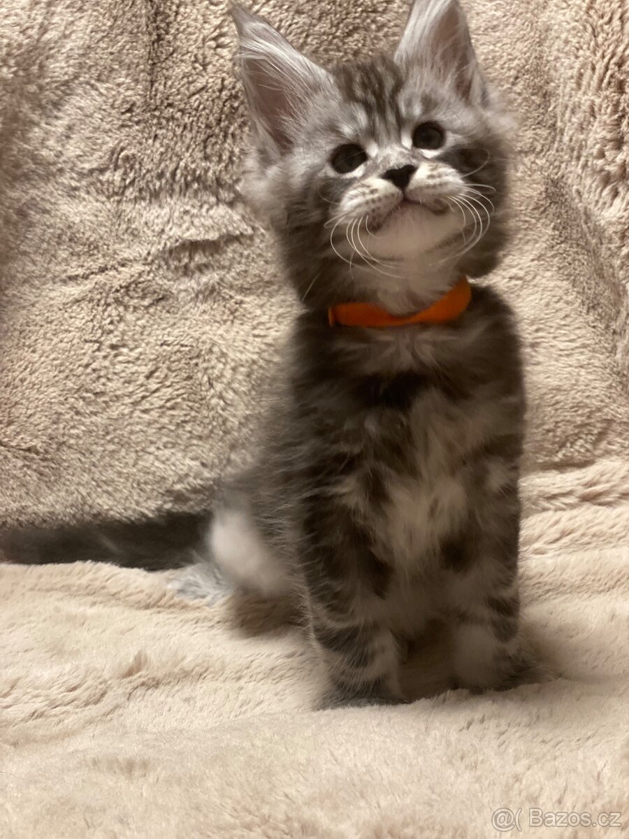 Mainská mývalí koťátka - 4