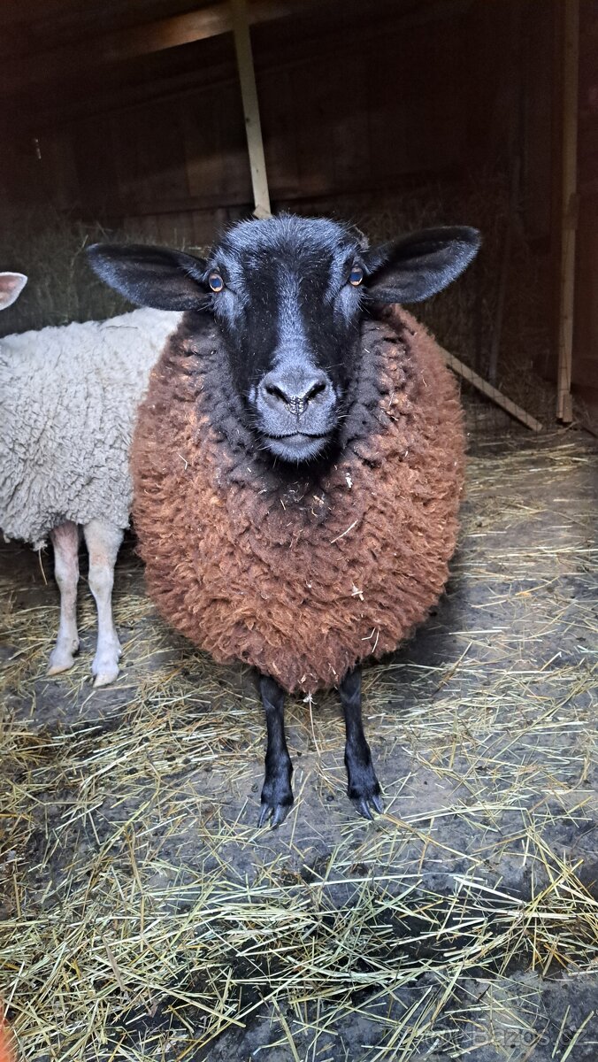 Prodám ovci a beránka - 4