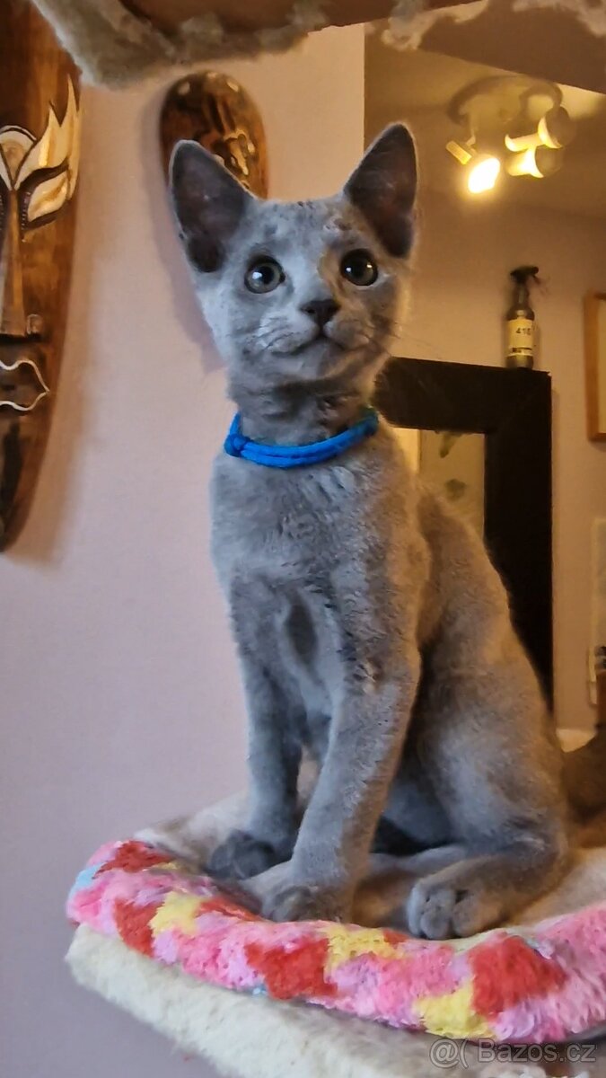 Ruska modrá koťátka s pp - 4