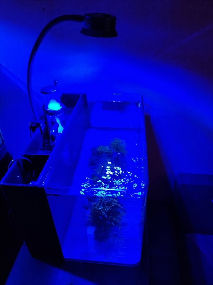 Mořské akvárium pro začátečníky - 4