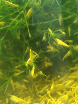 krevetky neocaridina - 4