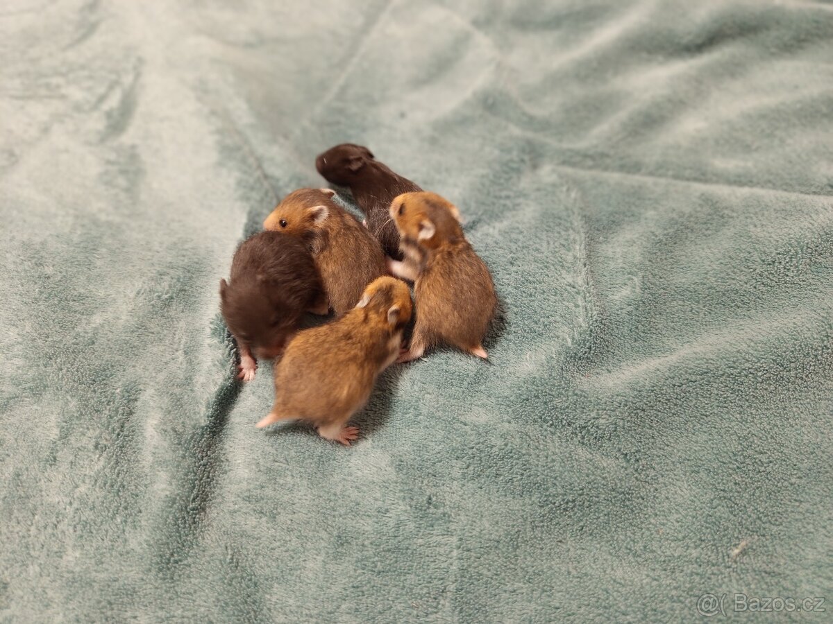 Mláďata křeček syrský - 4