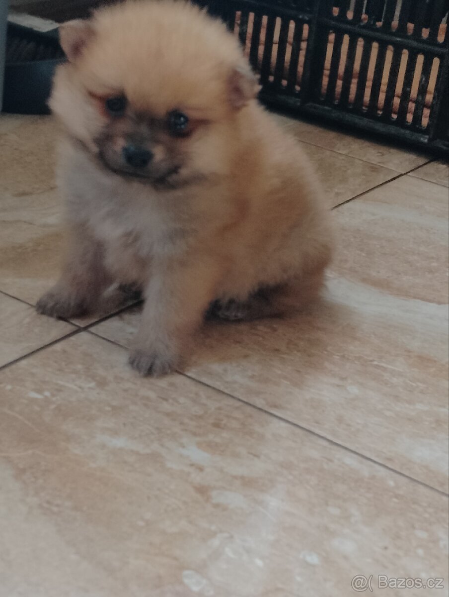 Pomeranian Špic - 4