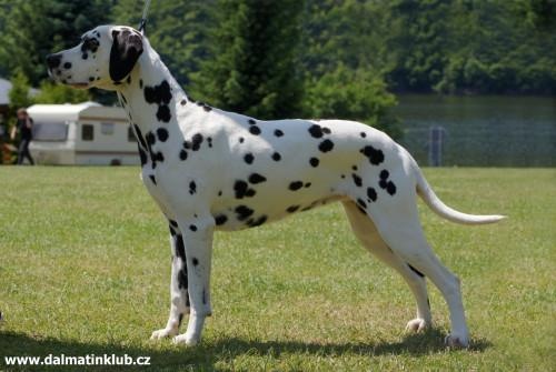 štěně DALMATINA - 4