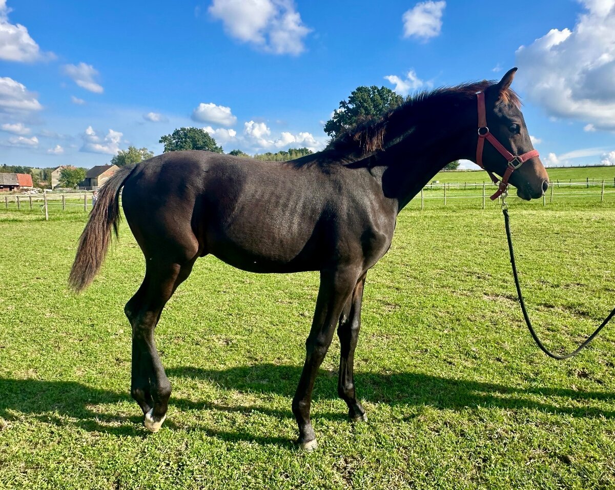 Nadějný drezurní hřebeček po odstavu Toto Gold/Glamourdale - 4