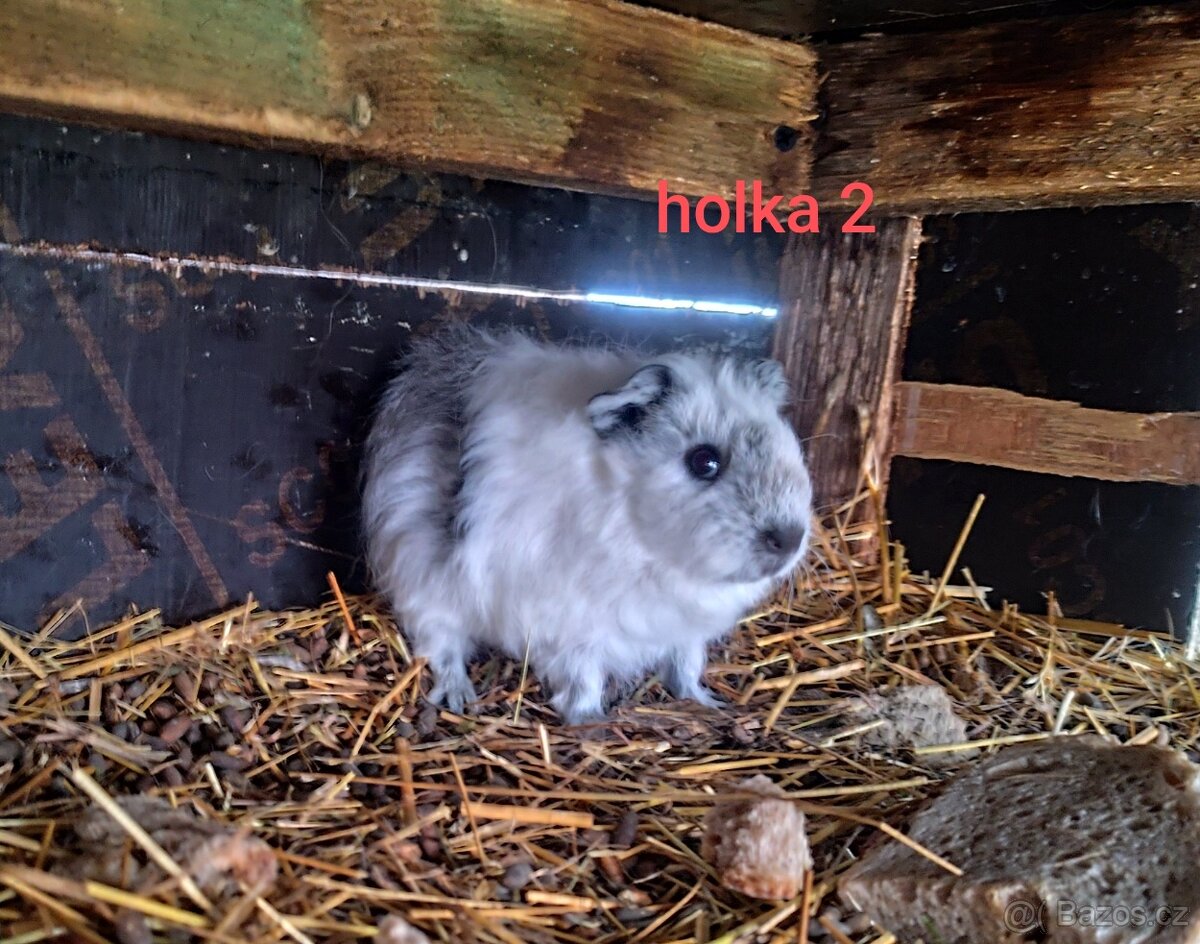 morče, morčátko - 4