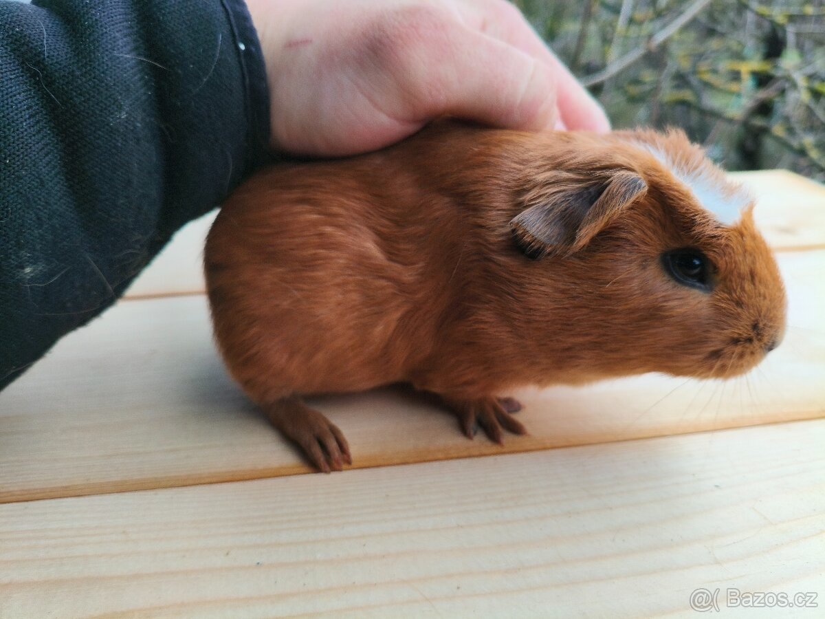 Cuy morče - 4