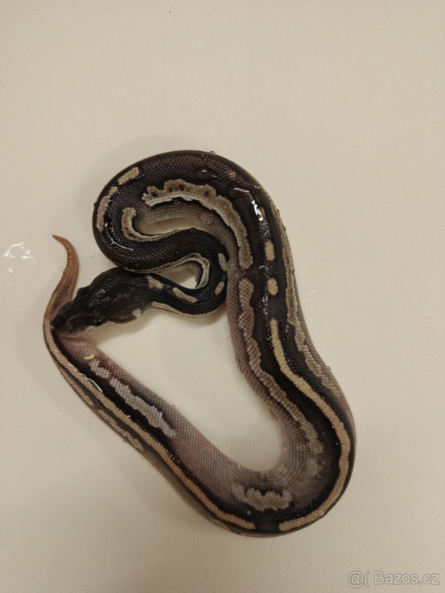 Krajta královská - 4