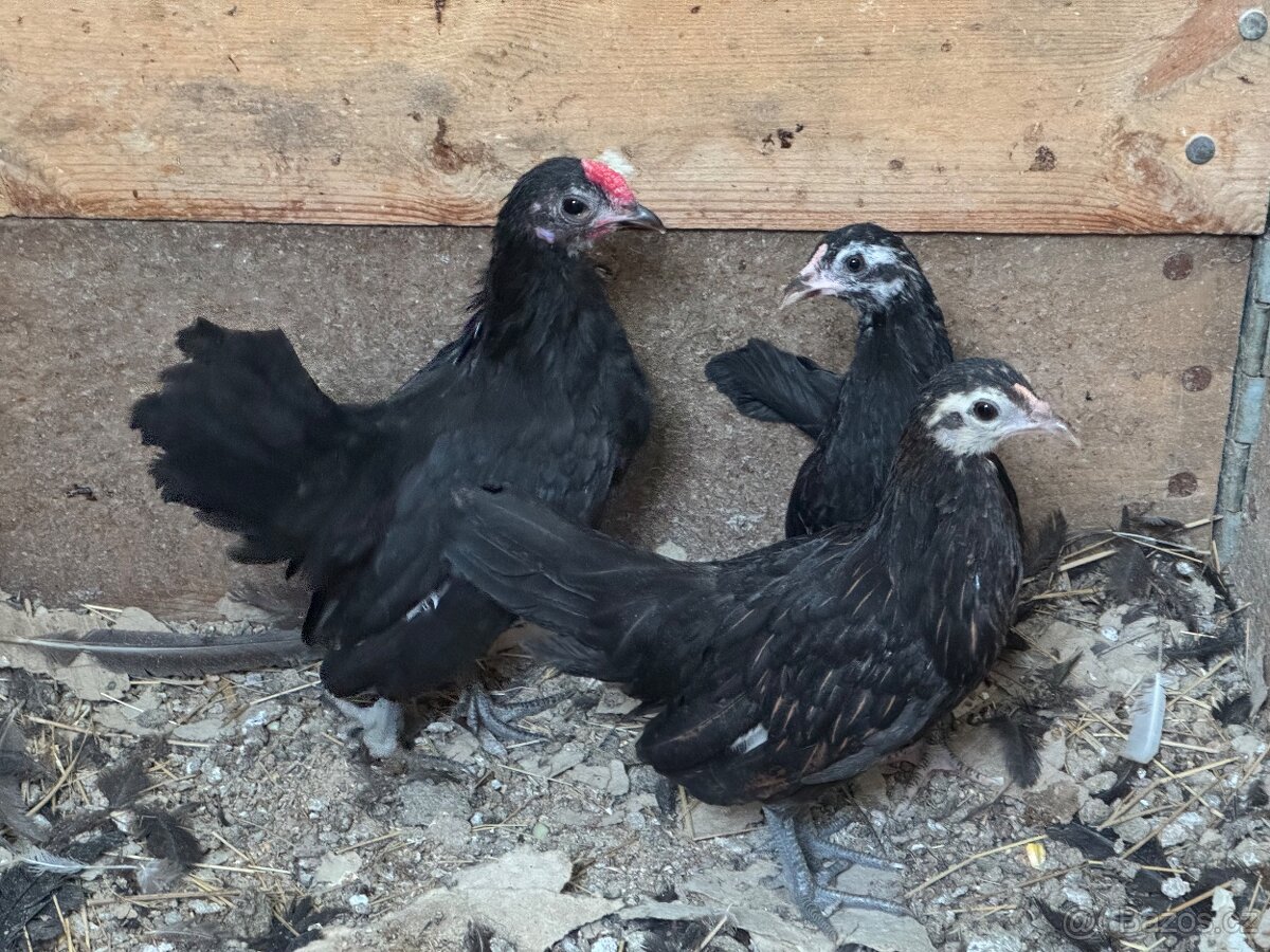 Zakrslé slepičky a kohouti - 4