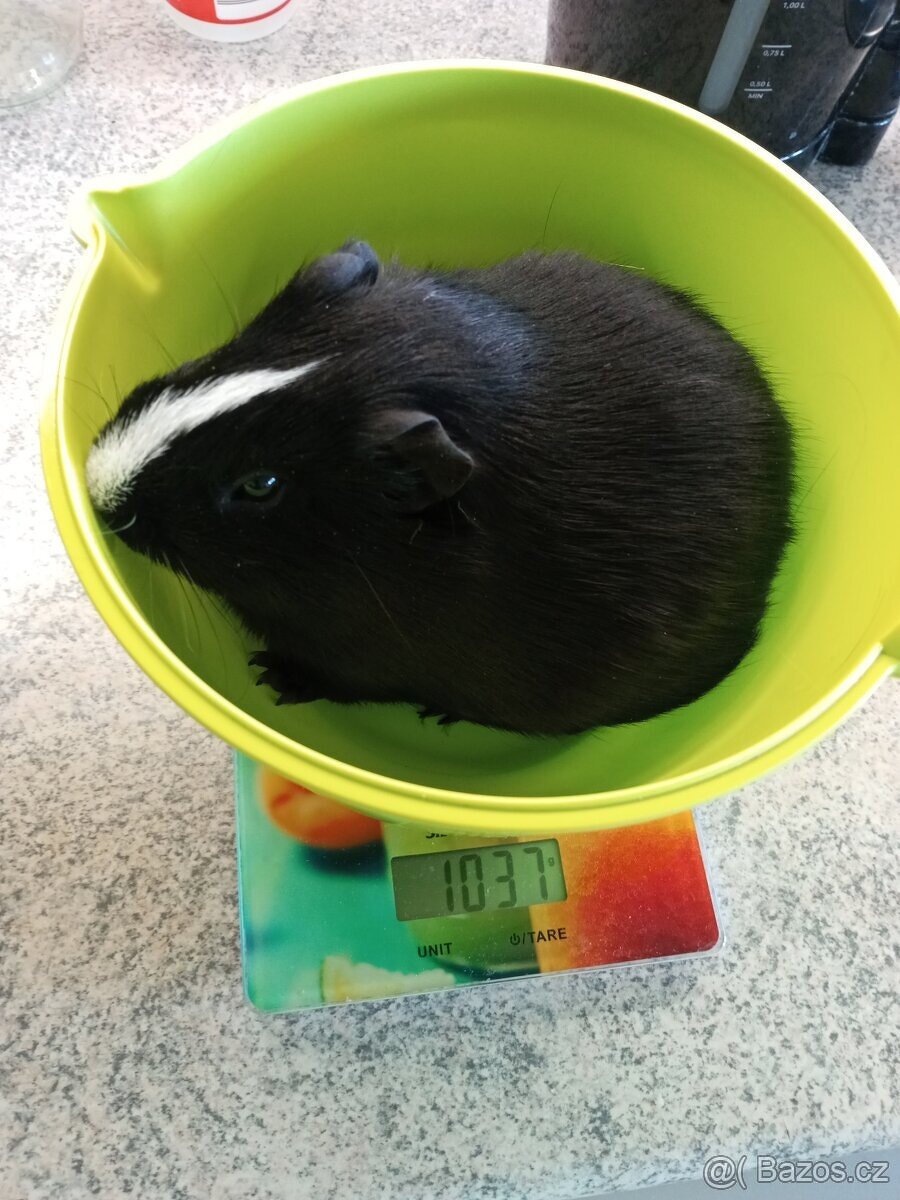 CUY (75%) Morčata - samečci - 4
