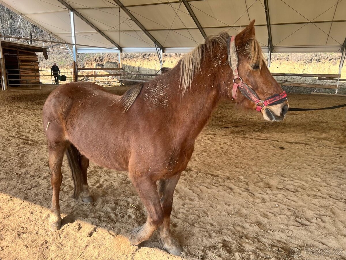 Prodám valacha plemene Welsh Part-Bred - 4