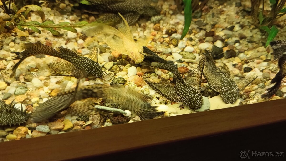 Ancistrus long fin - 4