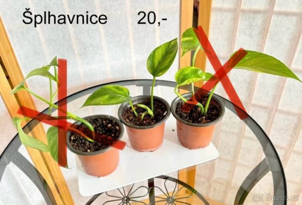Když chcete vypěstovat svou rostlinku od malička - 4