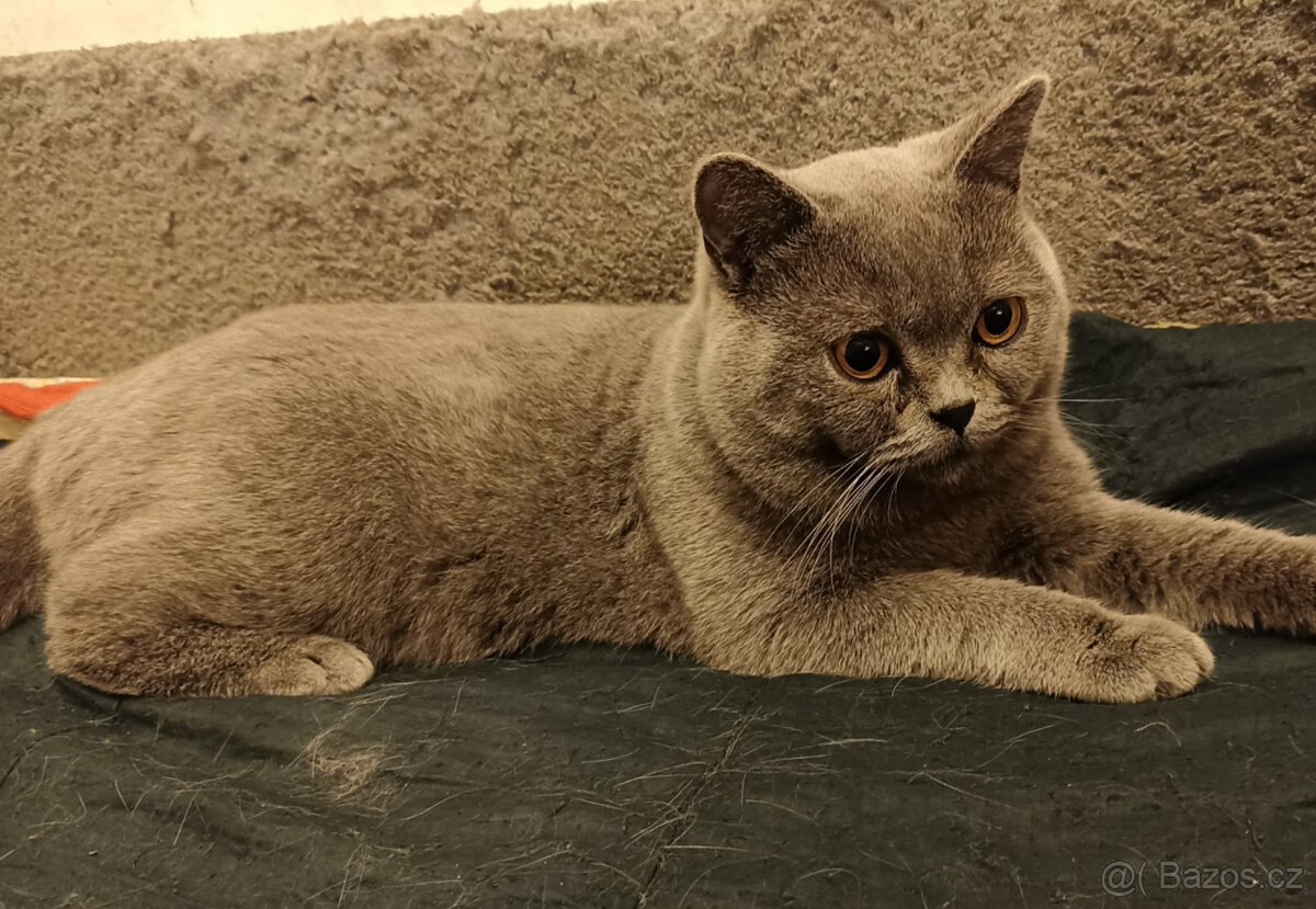 Britský modrý kocour ke krytí - 4