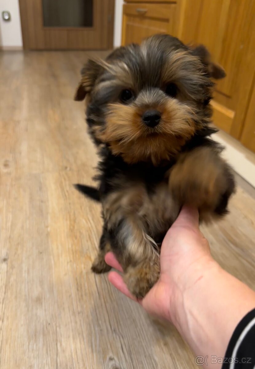 Jorkšírský teriér - 4