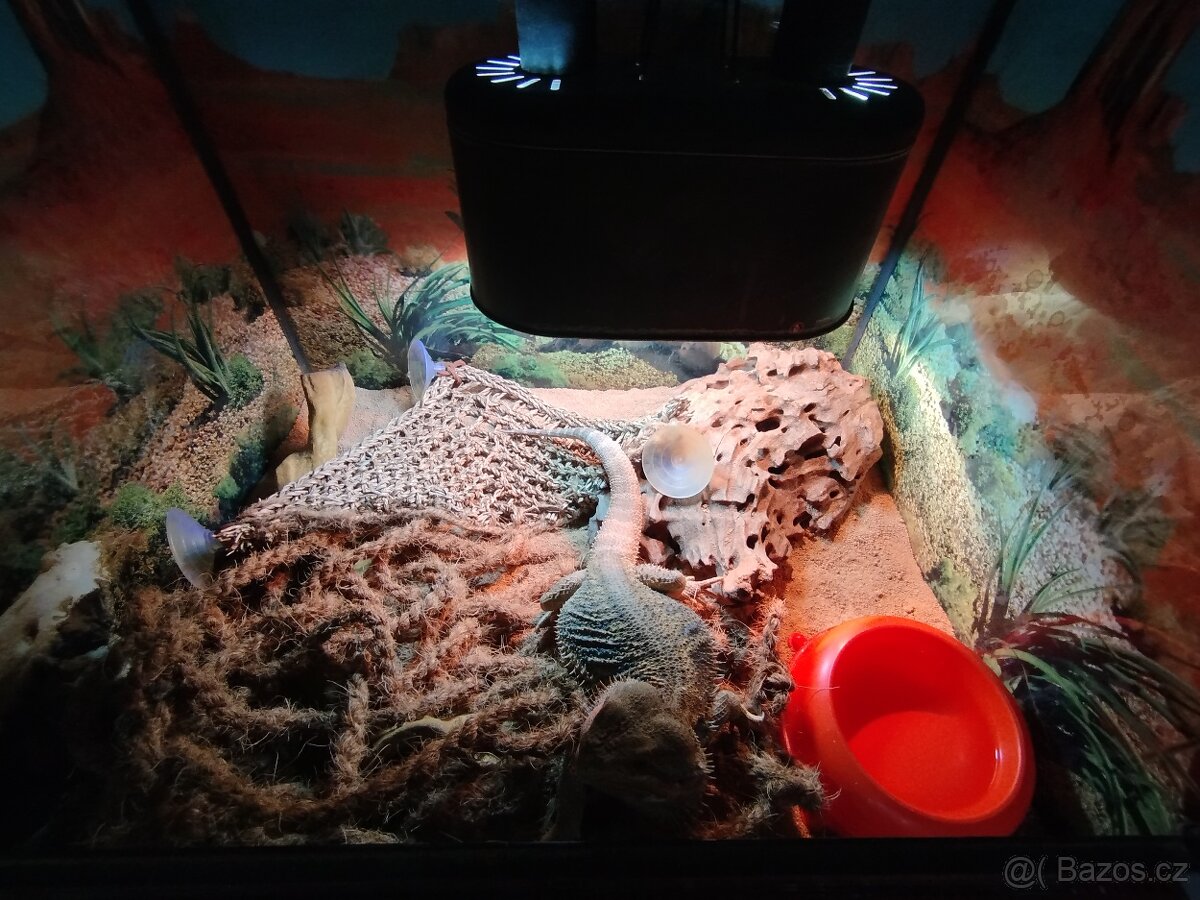 Prodám agamu i s teráriem - 4