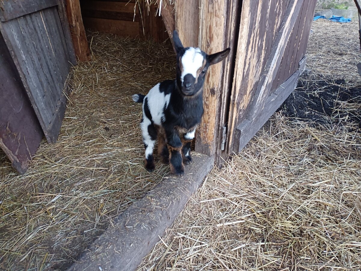 Holandská zakrslá koza - 4