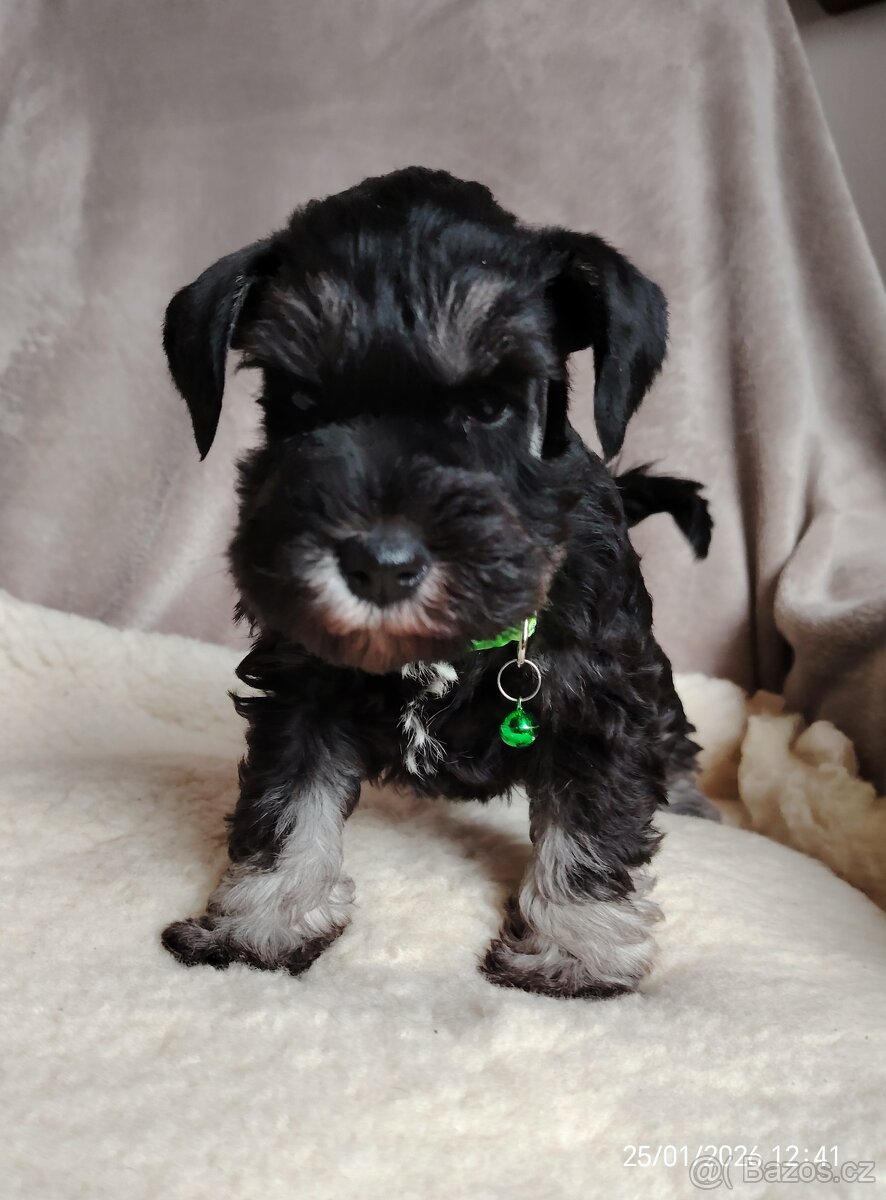 Knirač Černostříbrný - 4