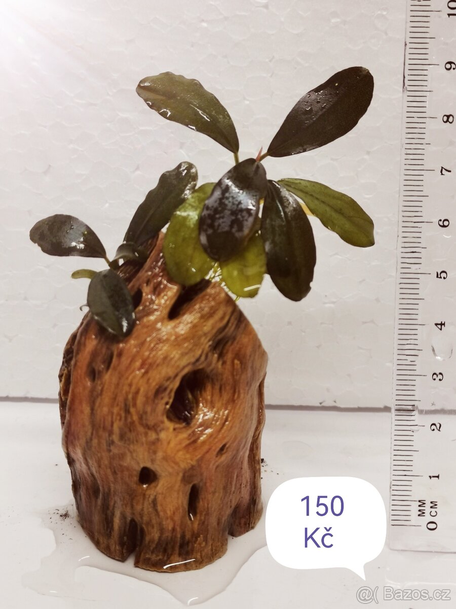 Bucephalandra - 4