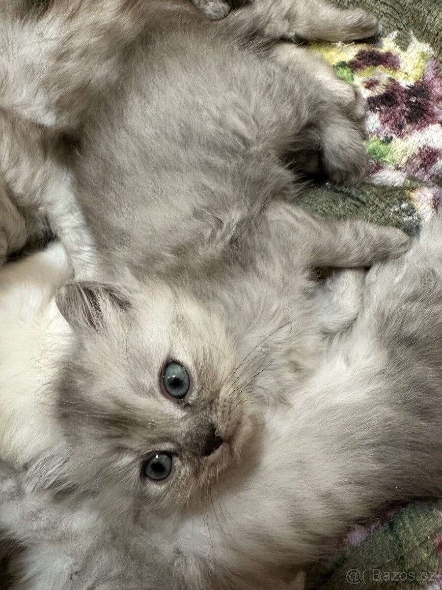 Prodám dva Britské kocourky - 4