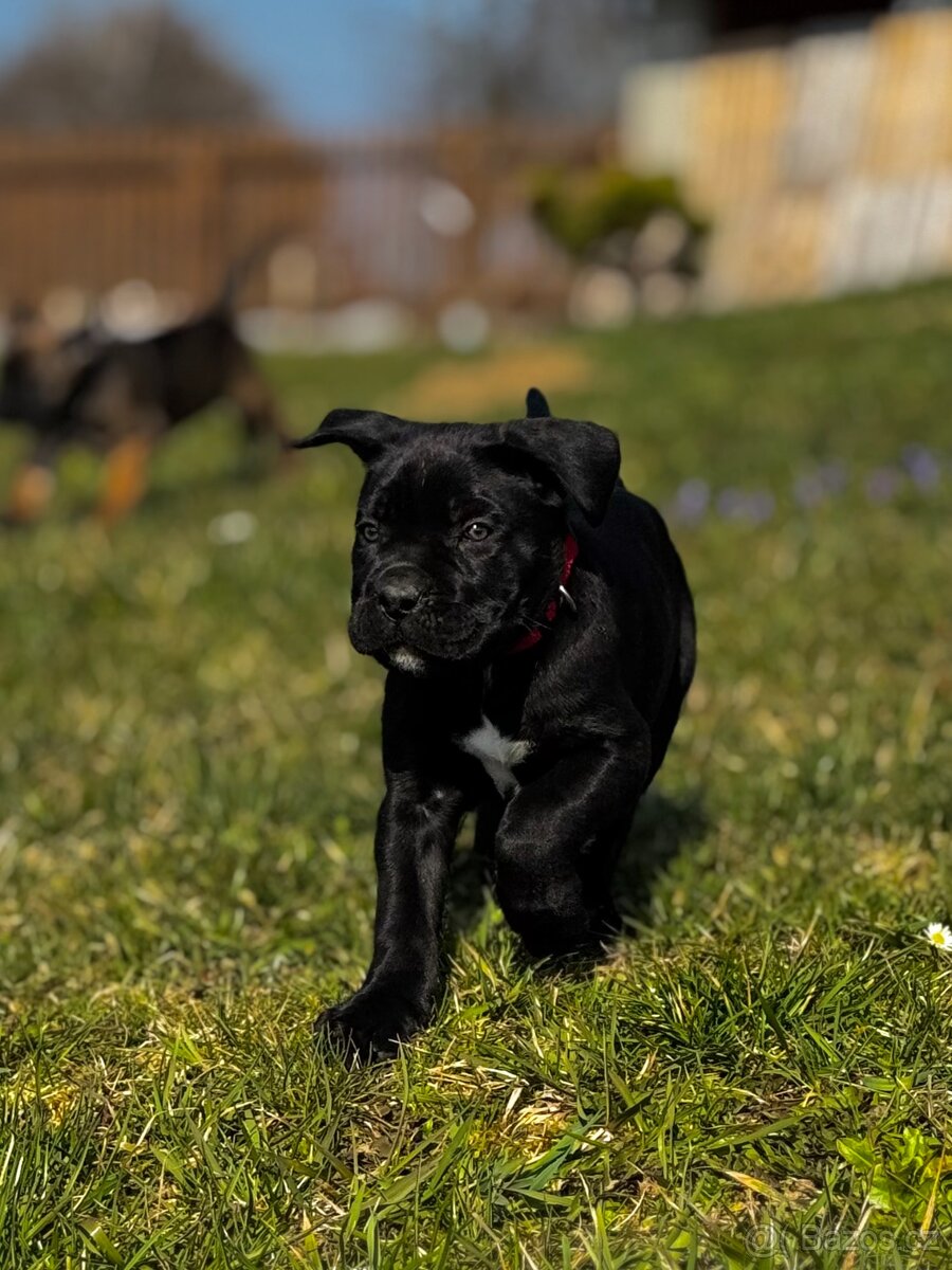 Štěňátka Cane Corso s PP - 4