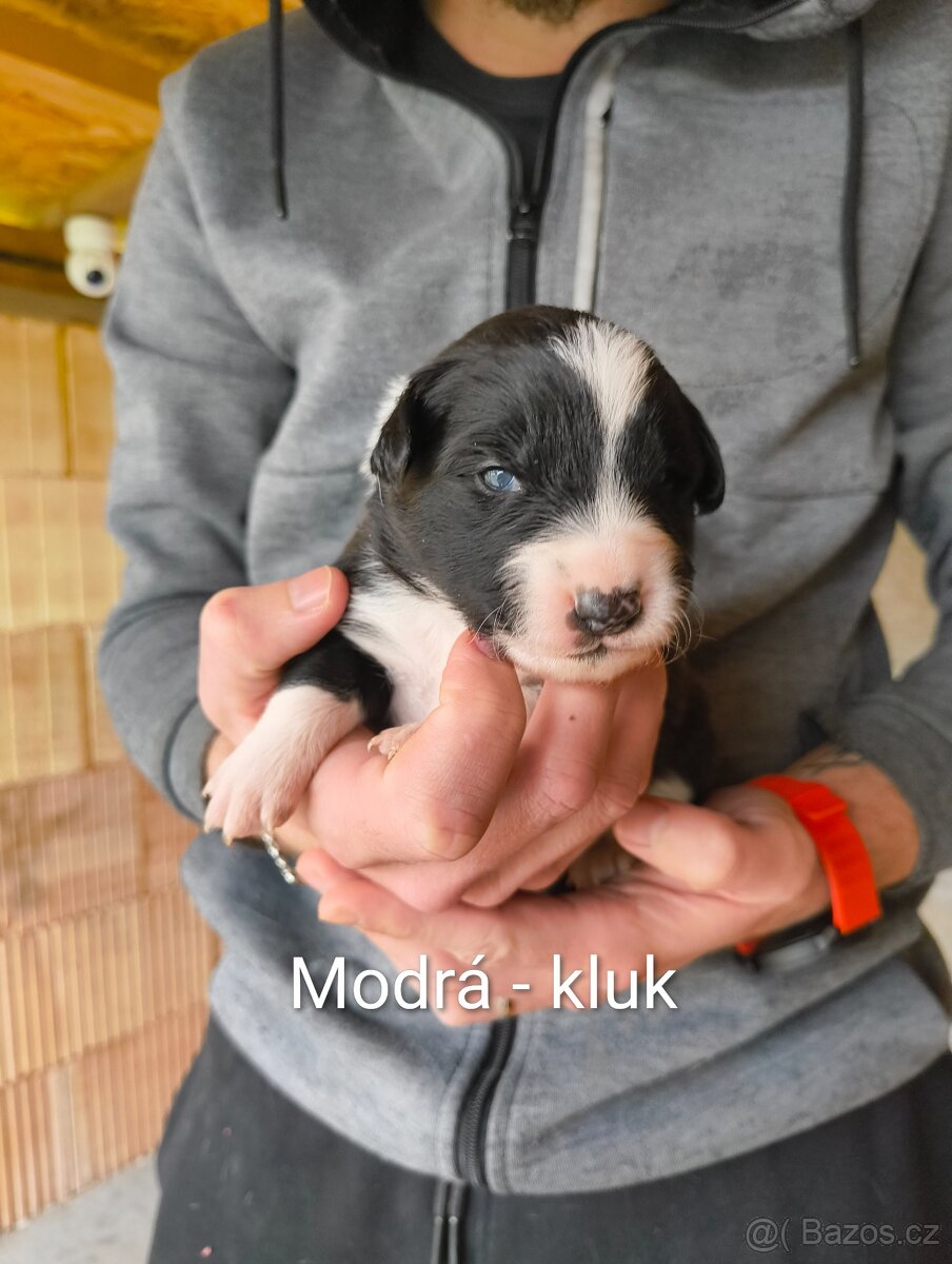 Štěňata - kříženec - 4