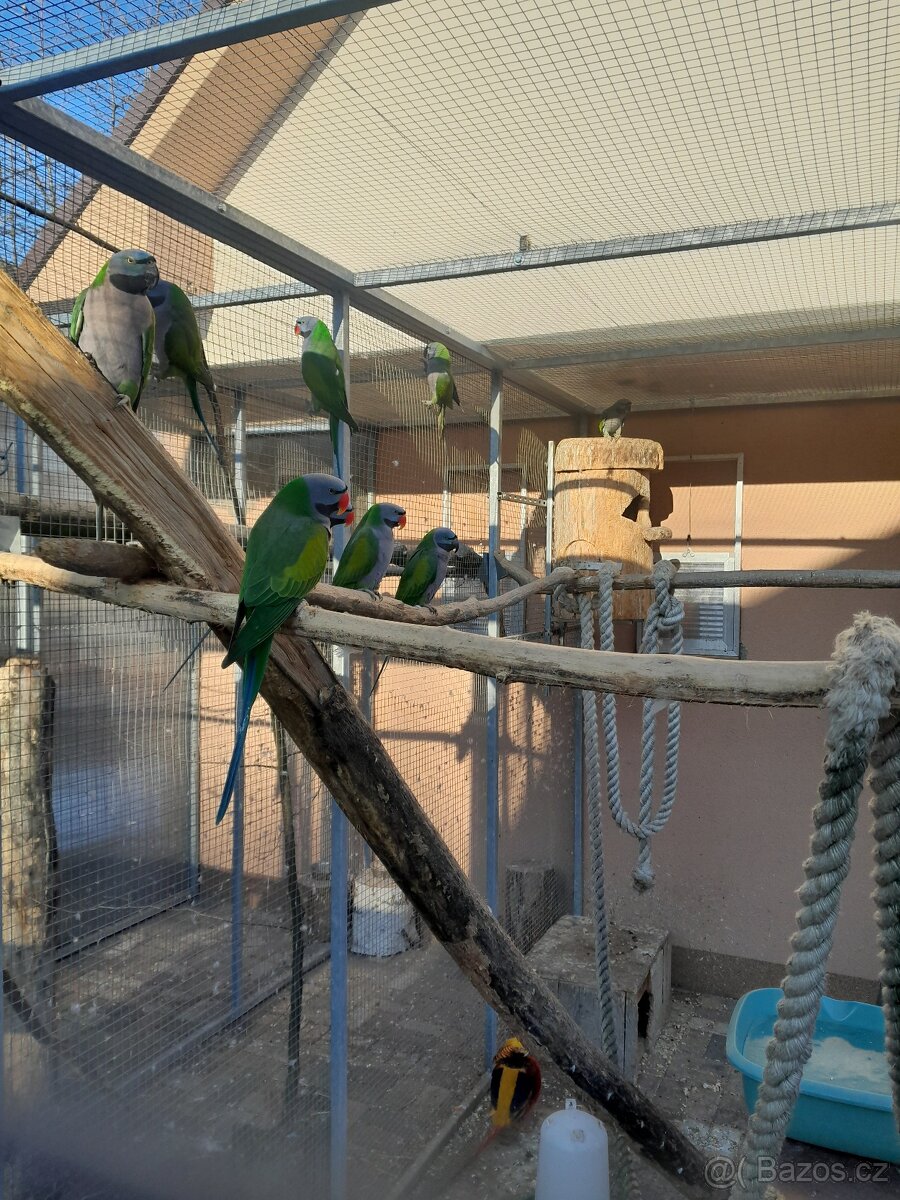 Alexandr Čínský - 4