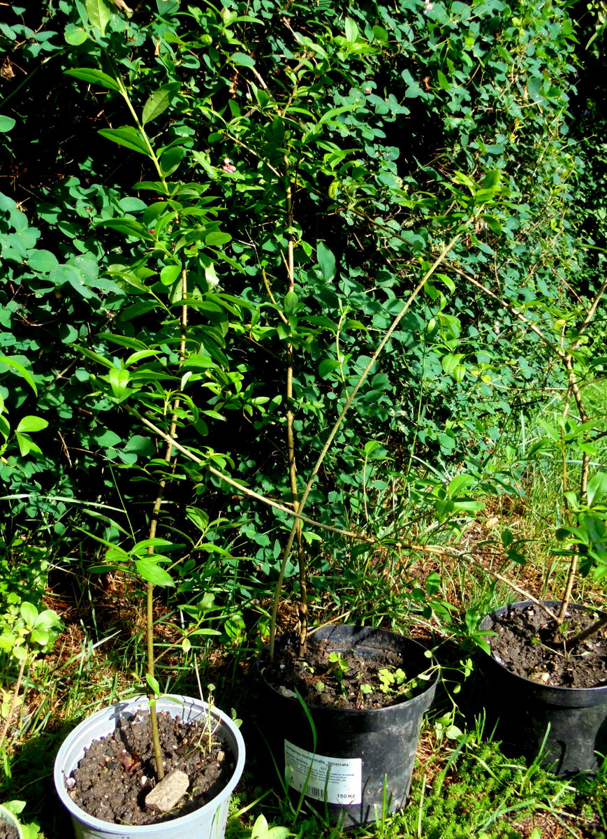 Ptačí zob (Ligustrum) - sazenice - 4