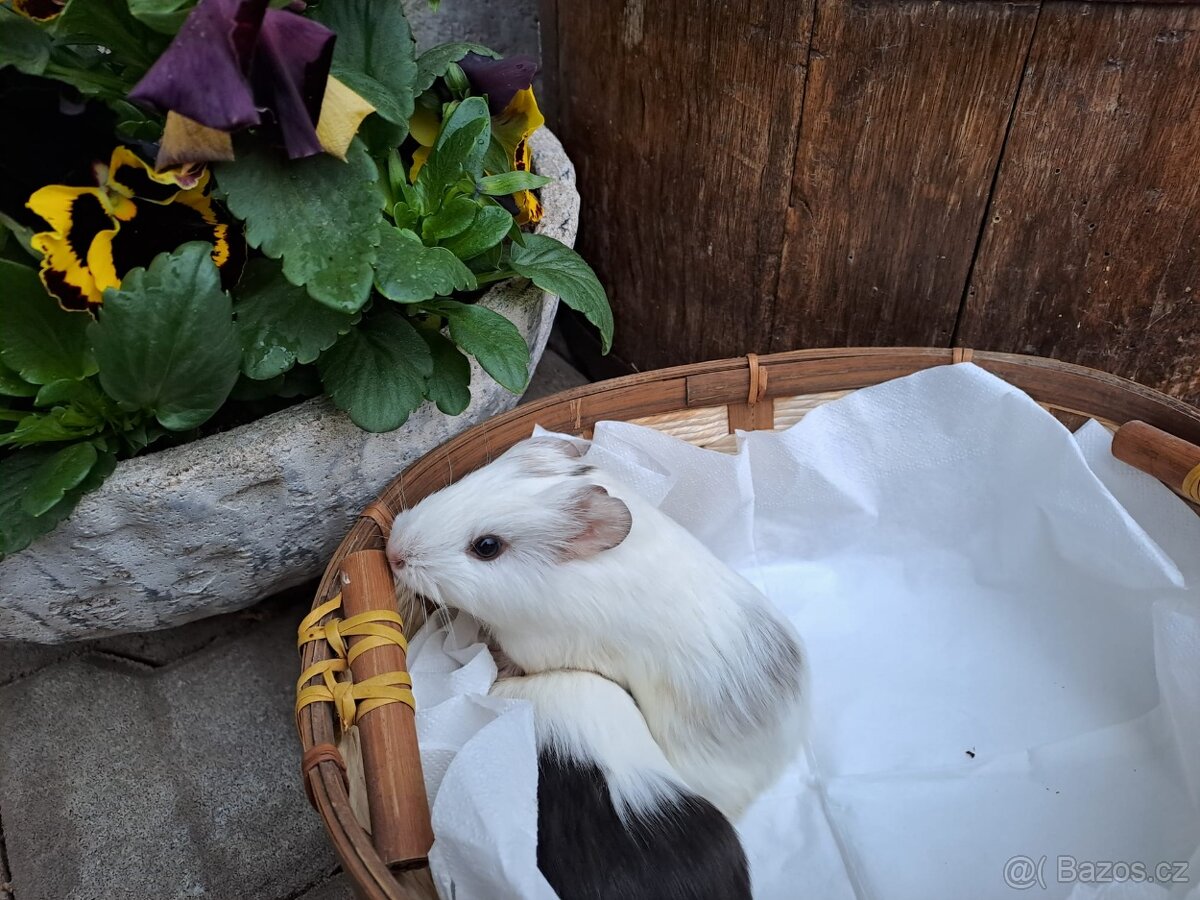 Daruji morcata - zamluvený - 4