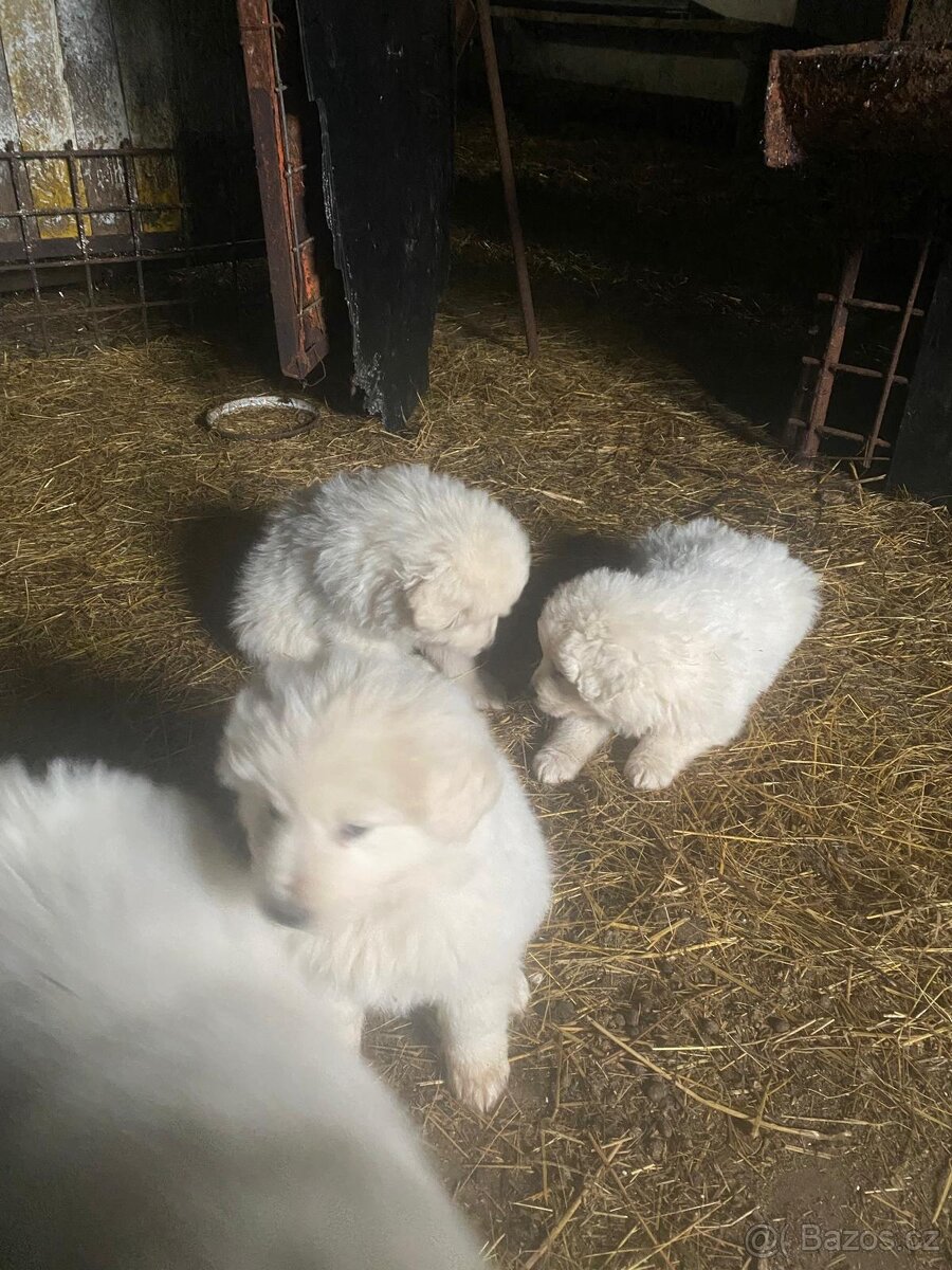 Šteniatka Slovenského čuvača - 4