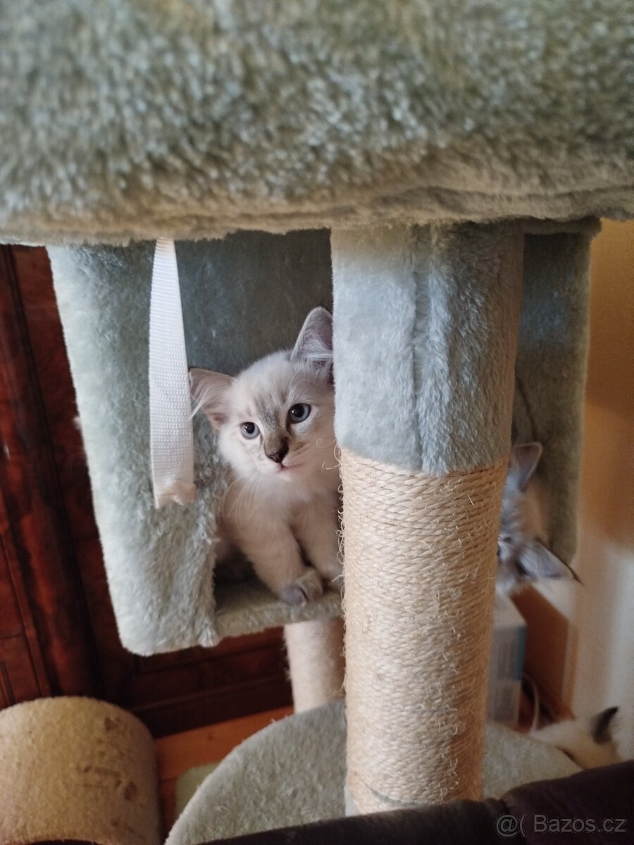 Ragdoll - 4