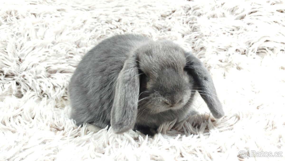 Zakrslý beránek, králíček, králík - BONNY - 4