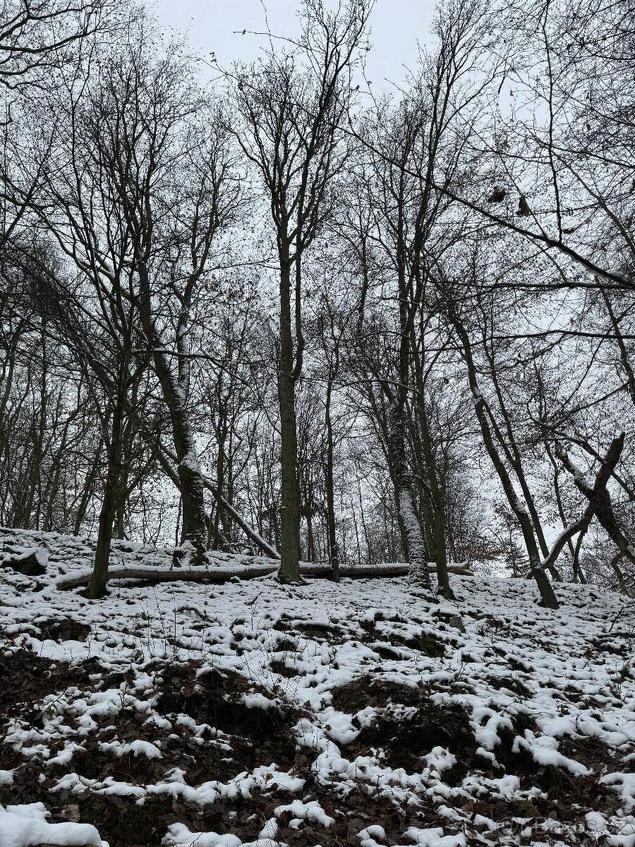 Prodám lesní pozemky v k.ú. Strážnice u Mělníka - 4